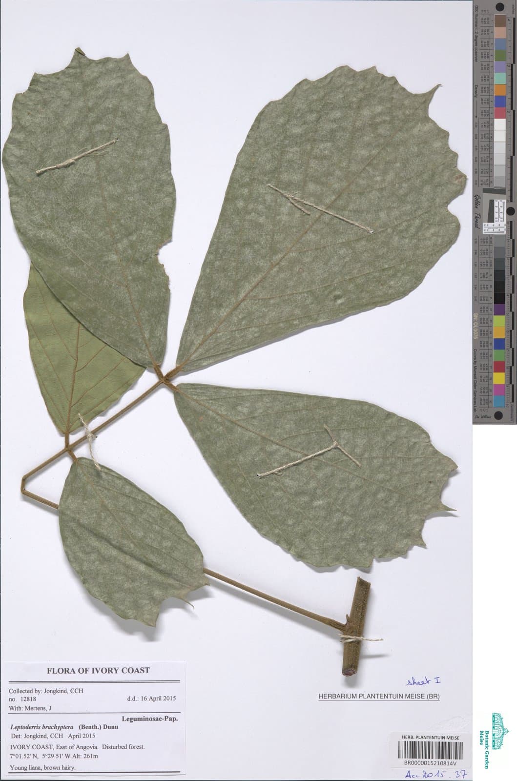Leptoderris brachyptera (Benth.) Dunn