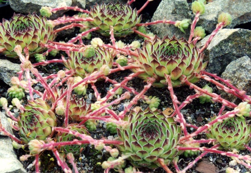 Sempervivum kosaninii Praeger