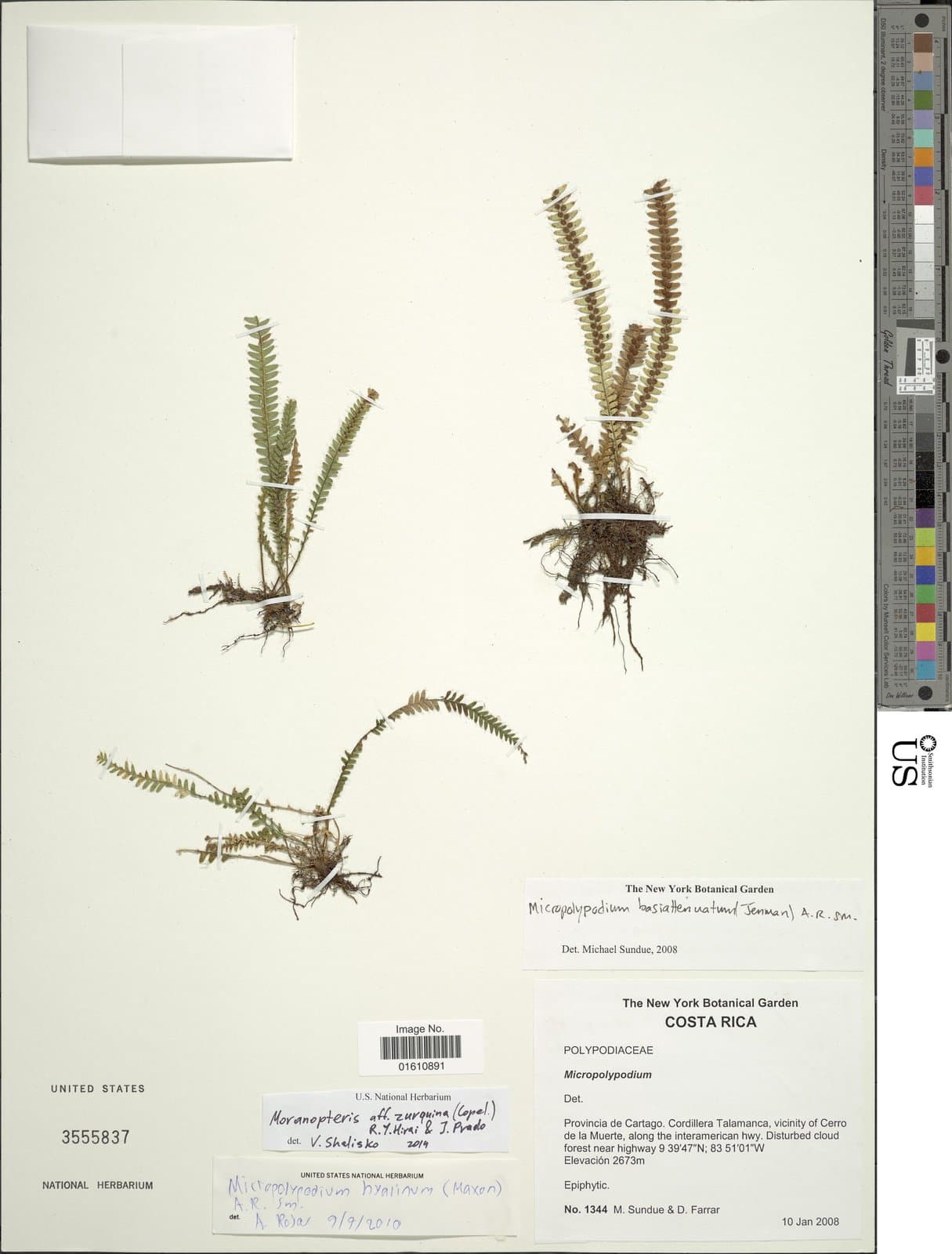 Moranopteris basiattenuata (Jenman) R.Y.Hirai & J.Prado