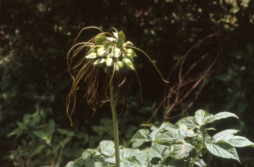 Tacca leontopetaloides (L.) Kuntze