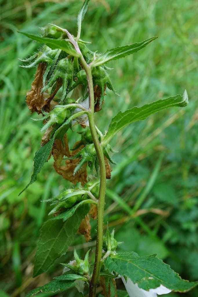 Campanula trachelium L.