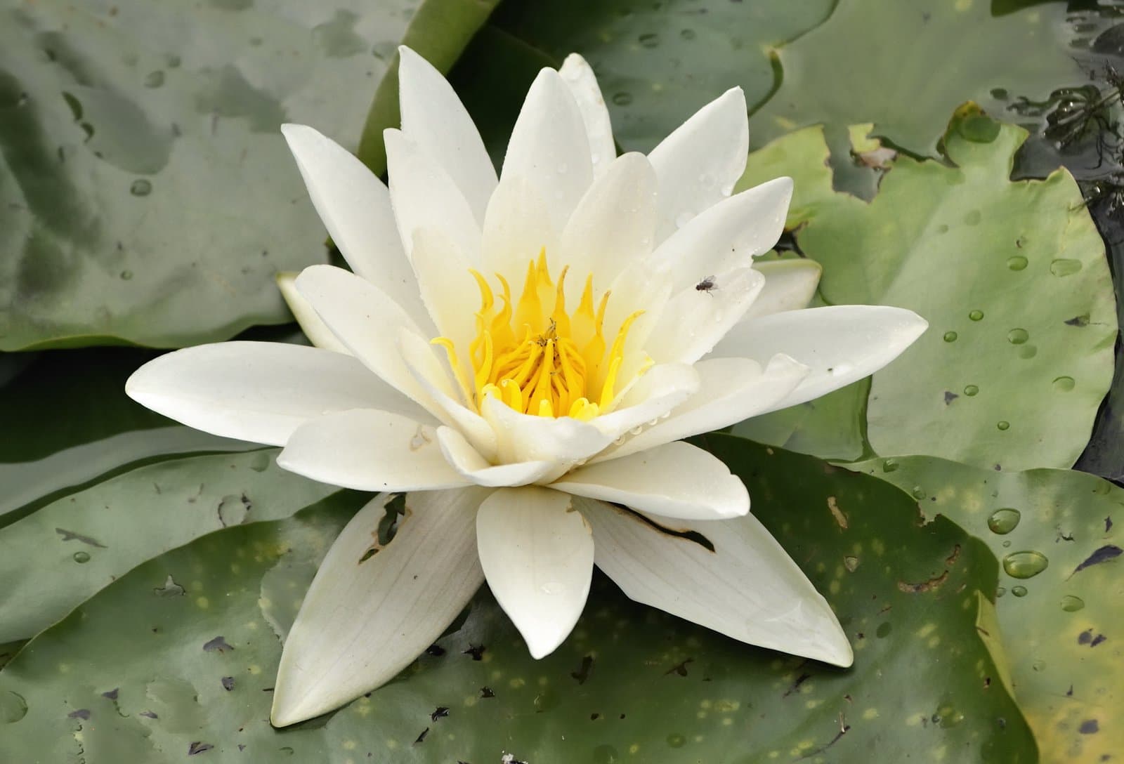 Nymphaea alba L.