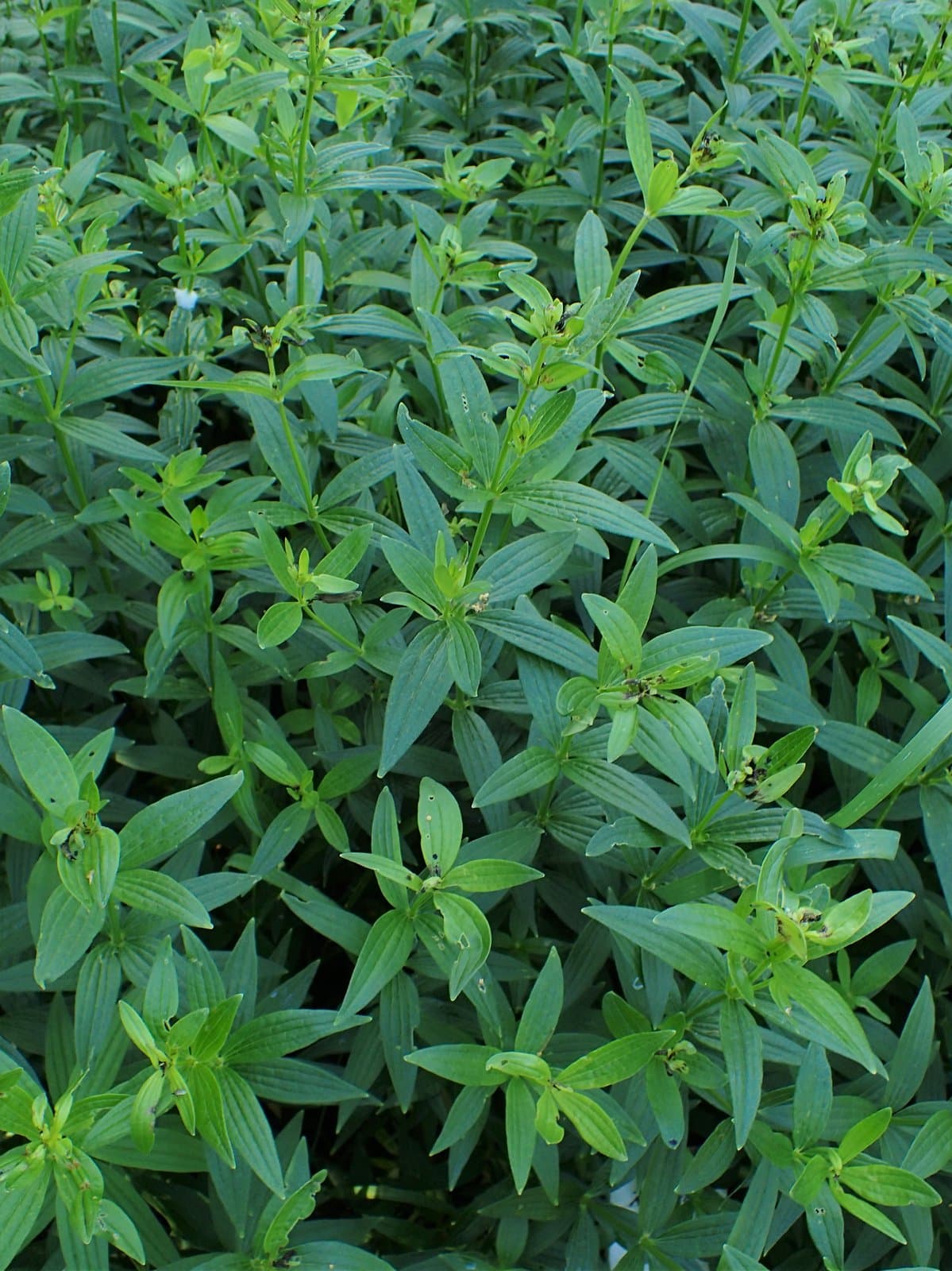 Galium rubioides L.