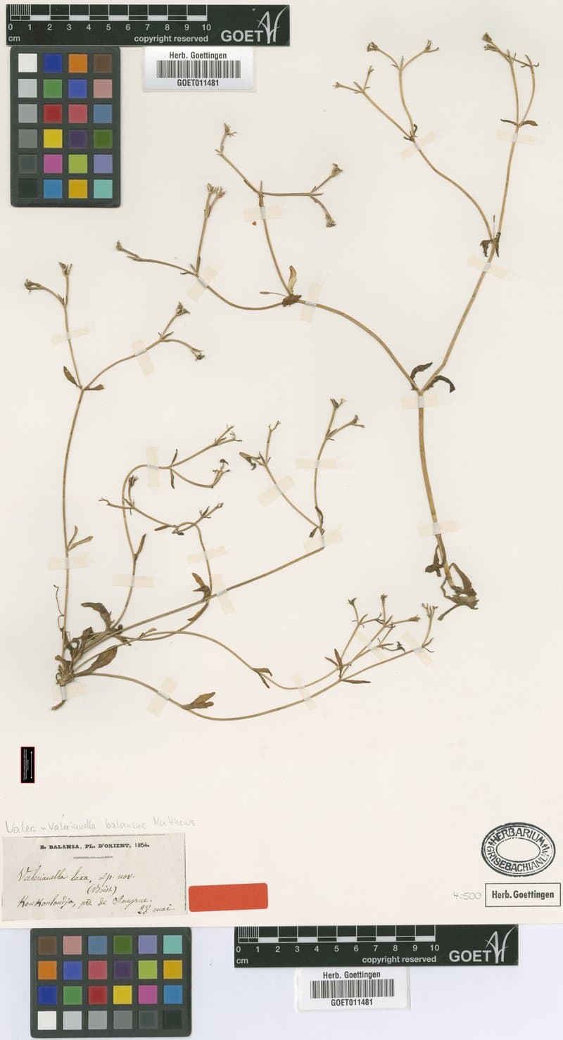 Valerianella balansae Matthews