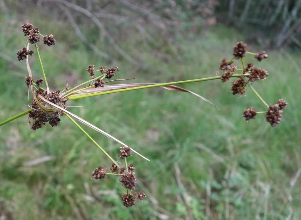 Scirpus georgianus R.M.Harper