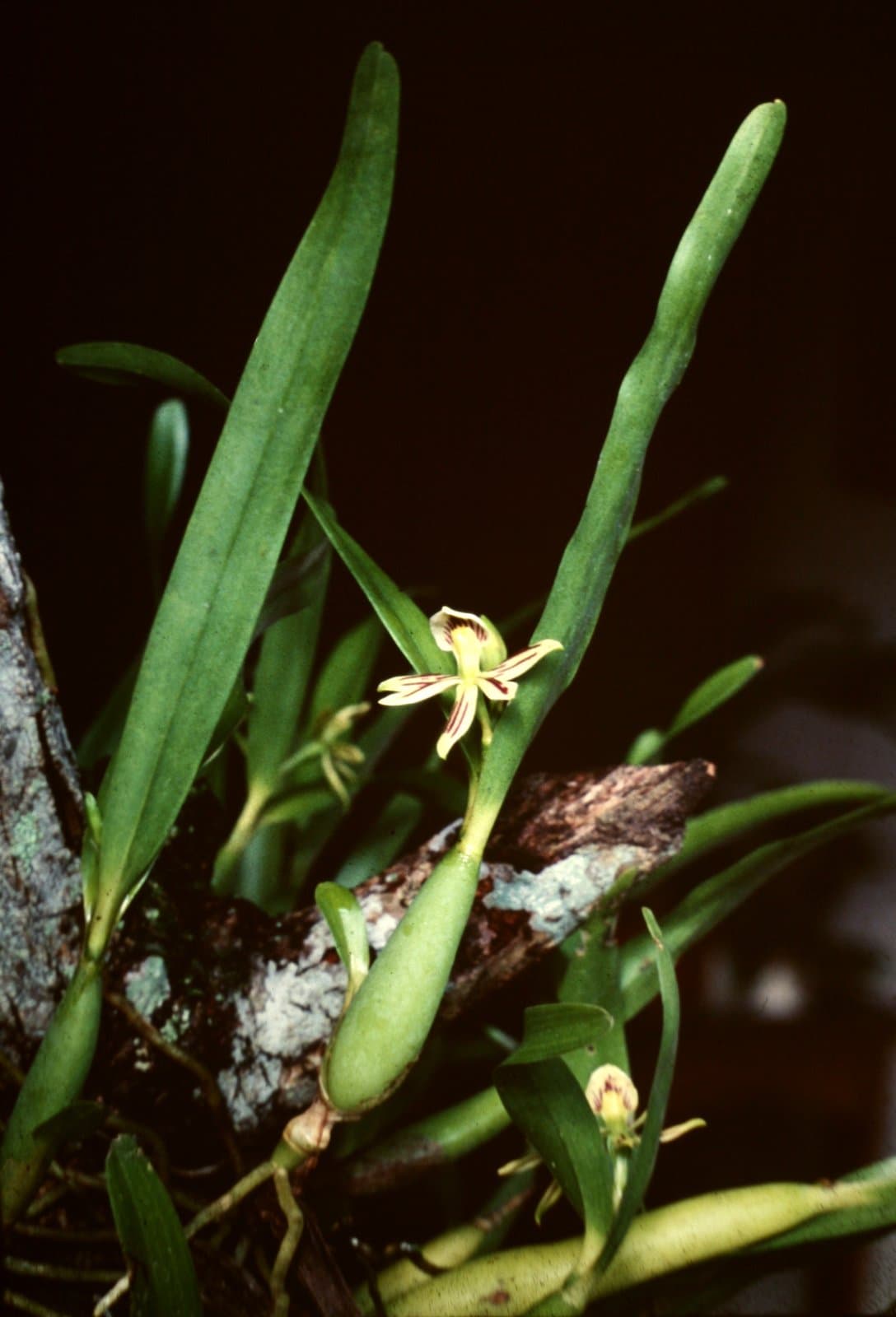 Prosthechea calamaria (Lindl.) W.E.Higgins