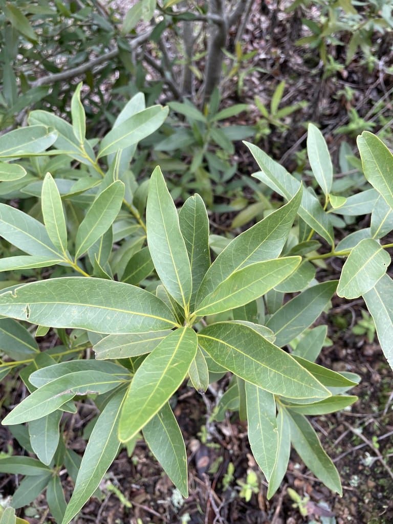 Umbellularia californica (Hook. & Arn.) Nutt.