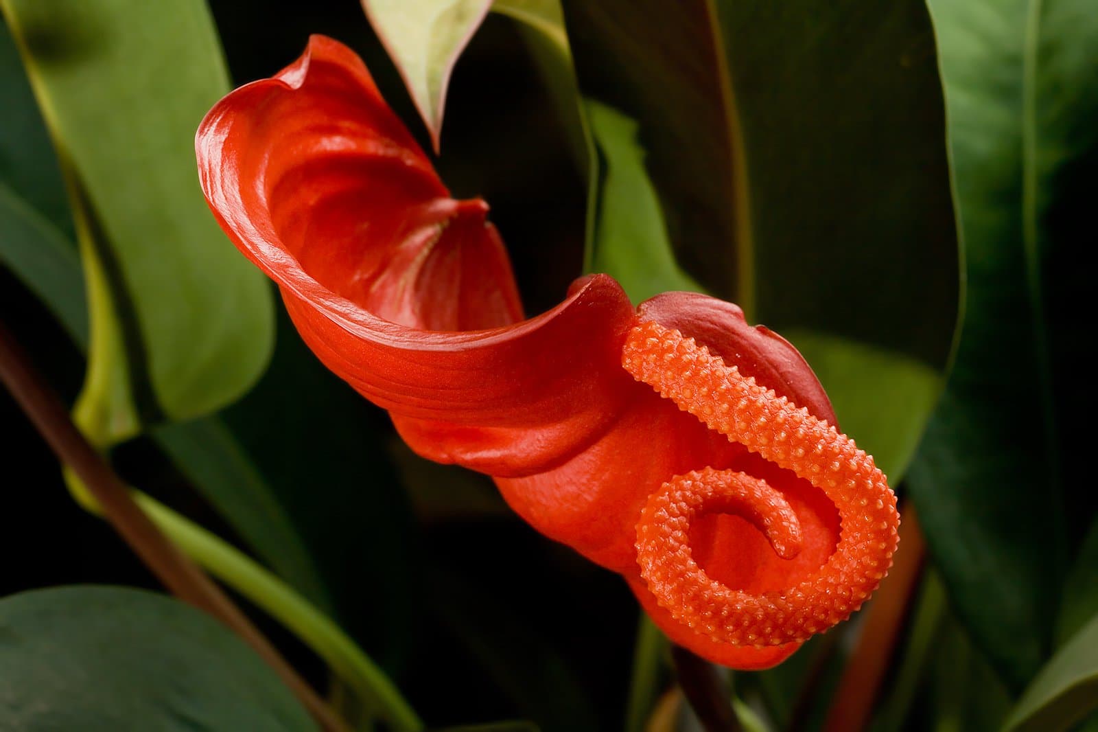 Anthurium scherzerianum Schott