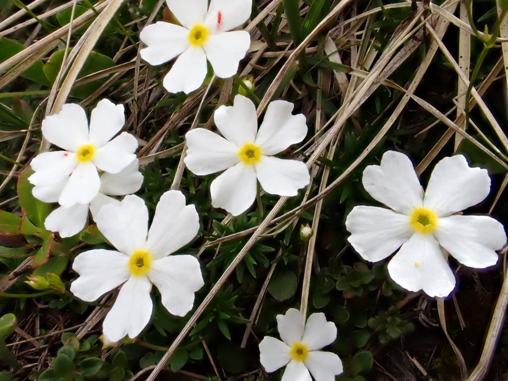 Androsace lactea L.