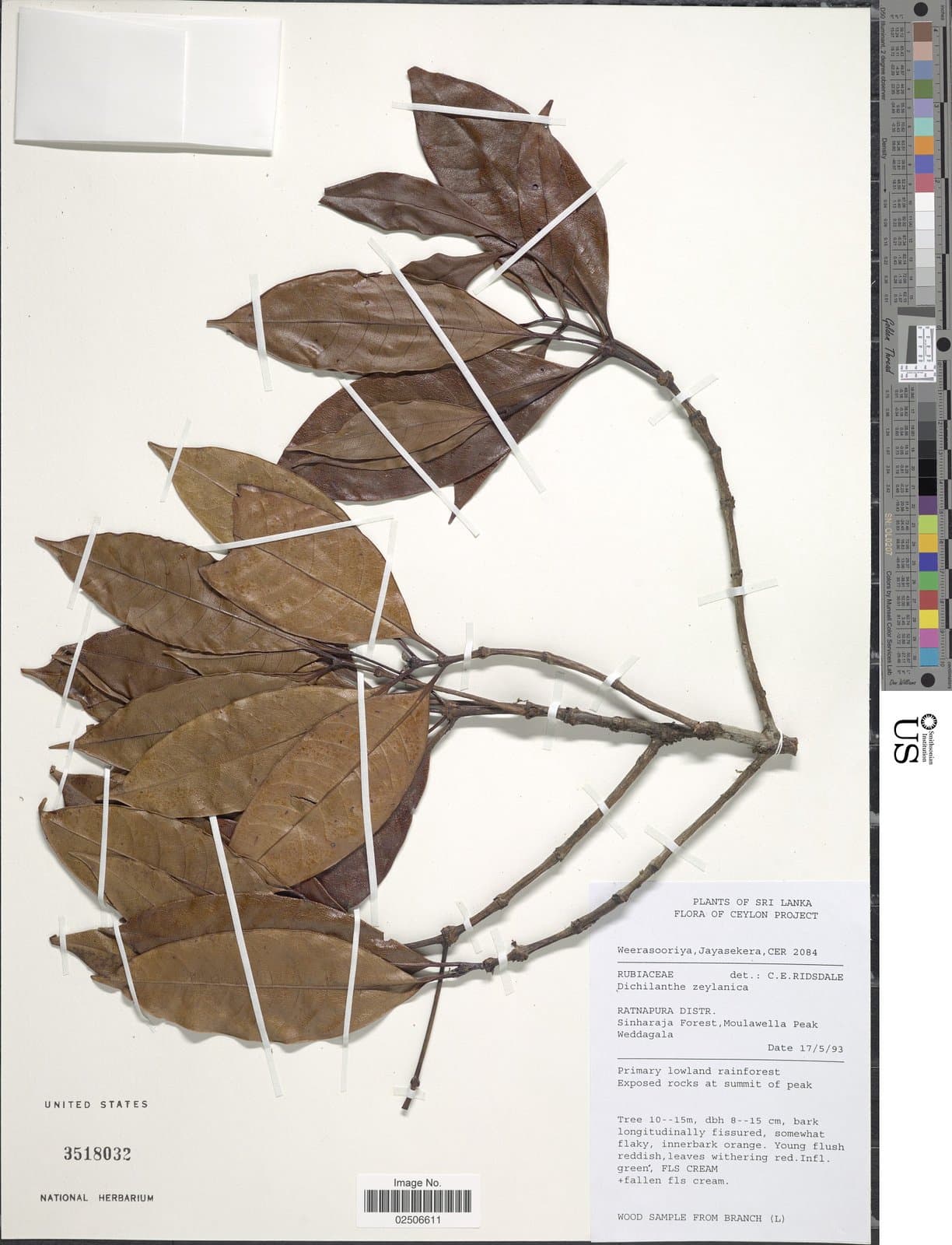 Dichilanthe zeylanica Thwaites