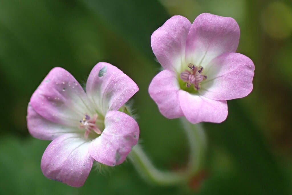 Geranium rotundifolium L.