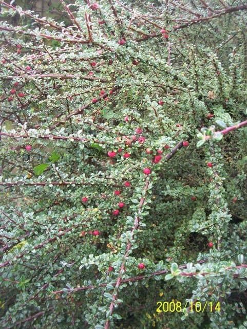 Cotoneaster integrifolius (Roxb.) G.Klotz