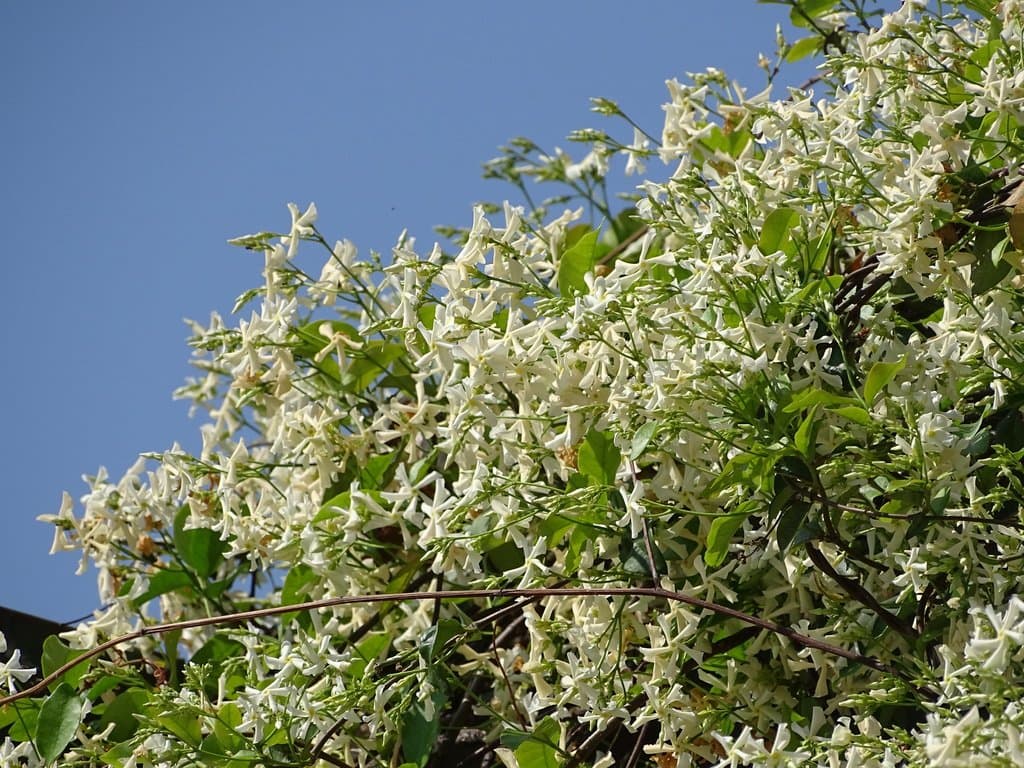 Trachelospermum jasminoides (Lindl.) Lem.