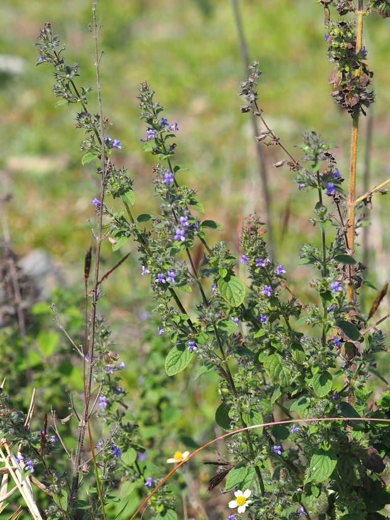 Mesosphaerum suaveolens (L.) Kuntze