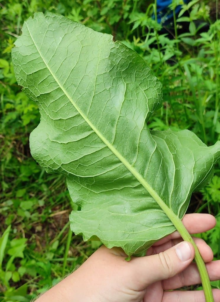 Rumex confertus Willd.