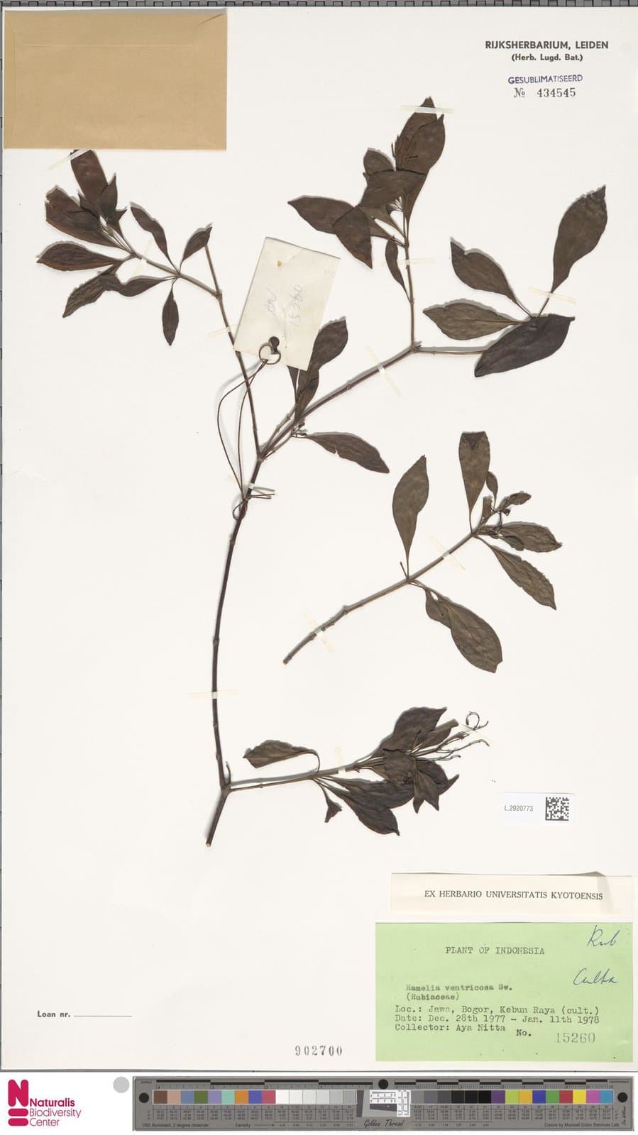 Hamelia ventricosa Sw.