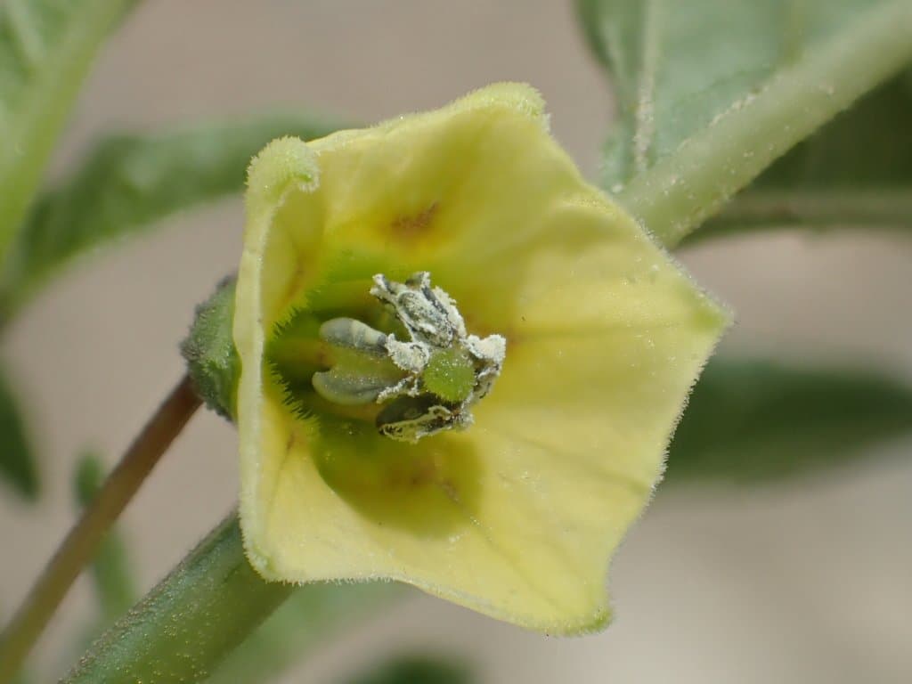 Physalis angulata L.