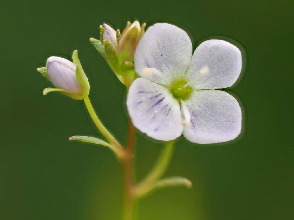 Veronica scutellata L.