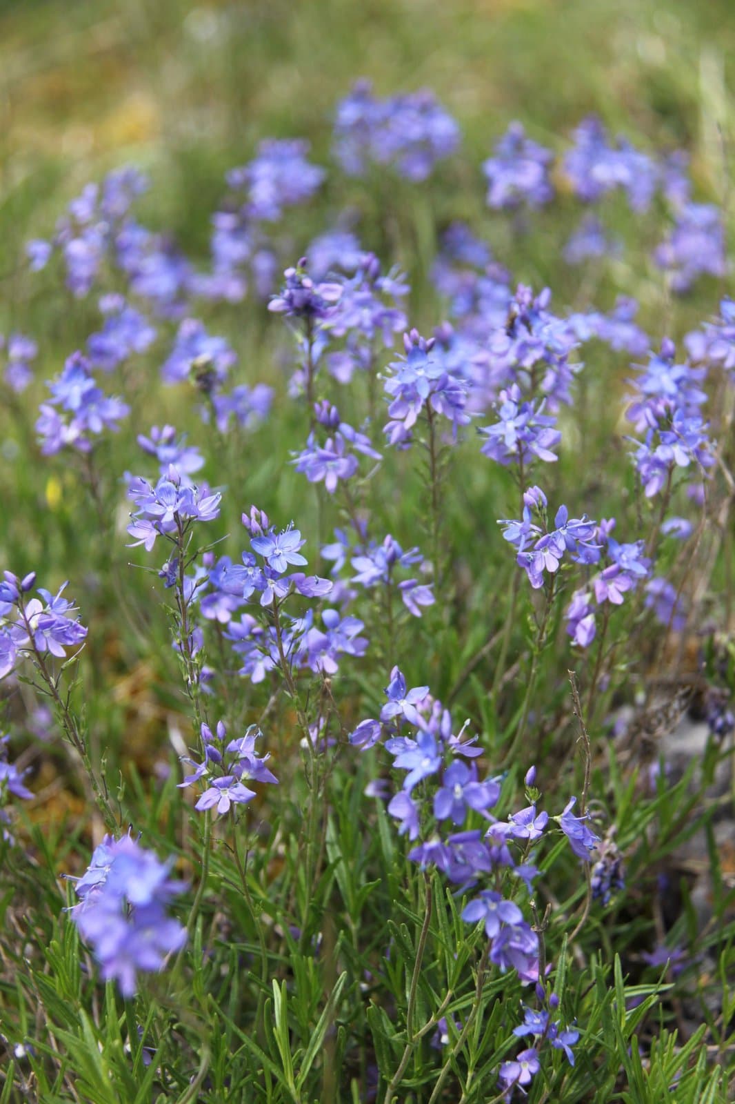 Veronica satureiifolia Poit. & Turpin