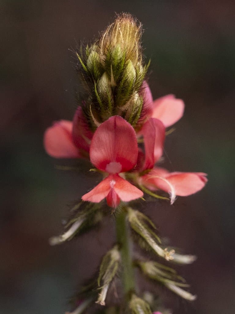 Indigofera hirsuta L.