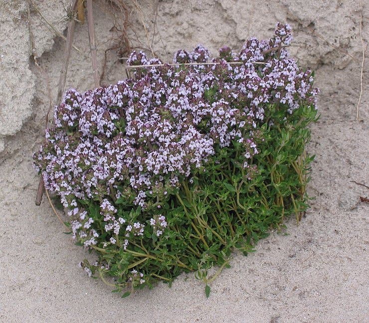 Clinopodium acinos (L.) Kuntze