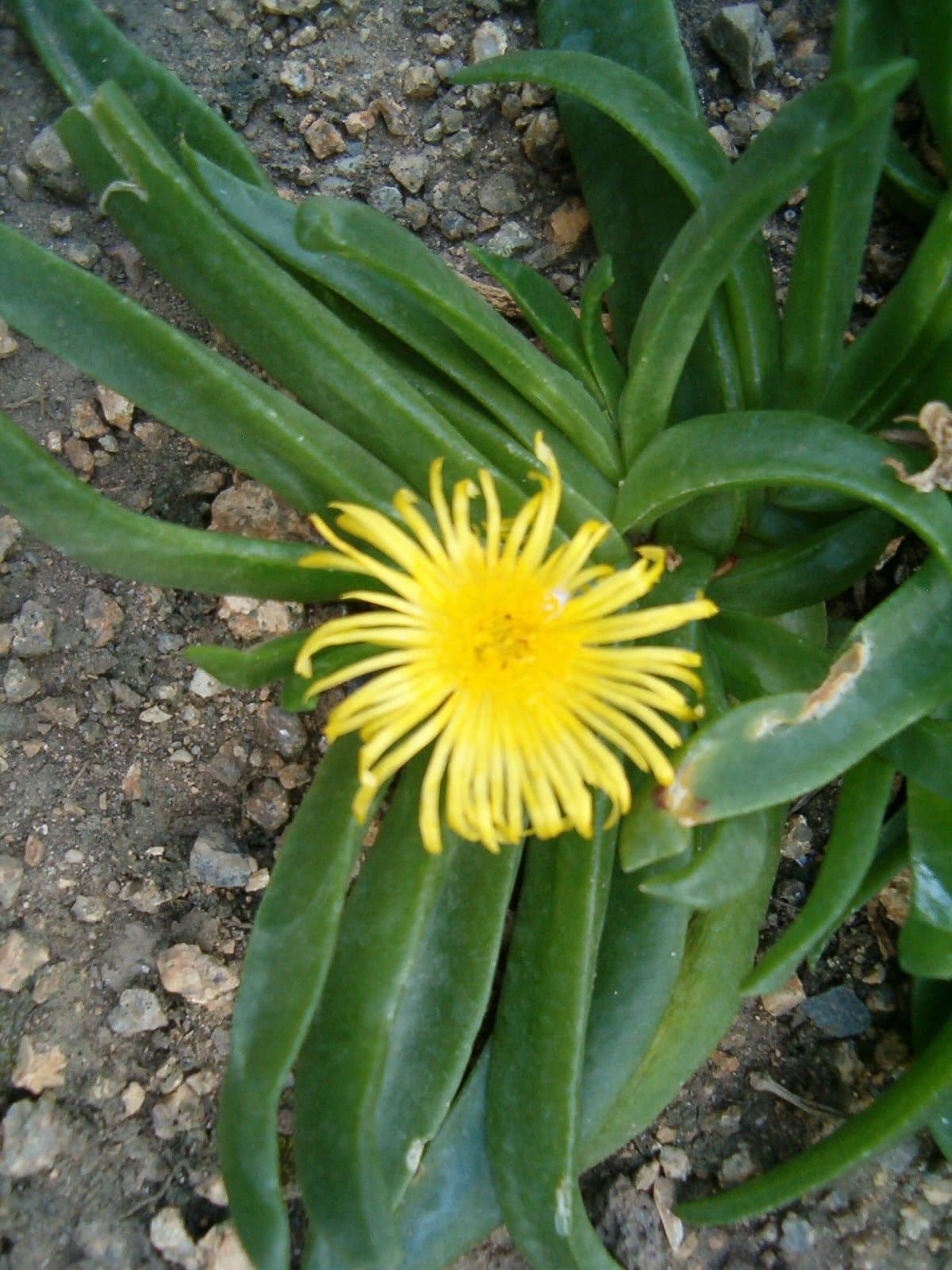 Glottiphyllum longum (Haw.) N.E.Br.