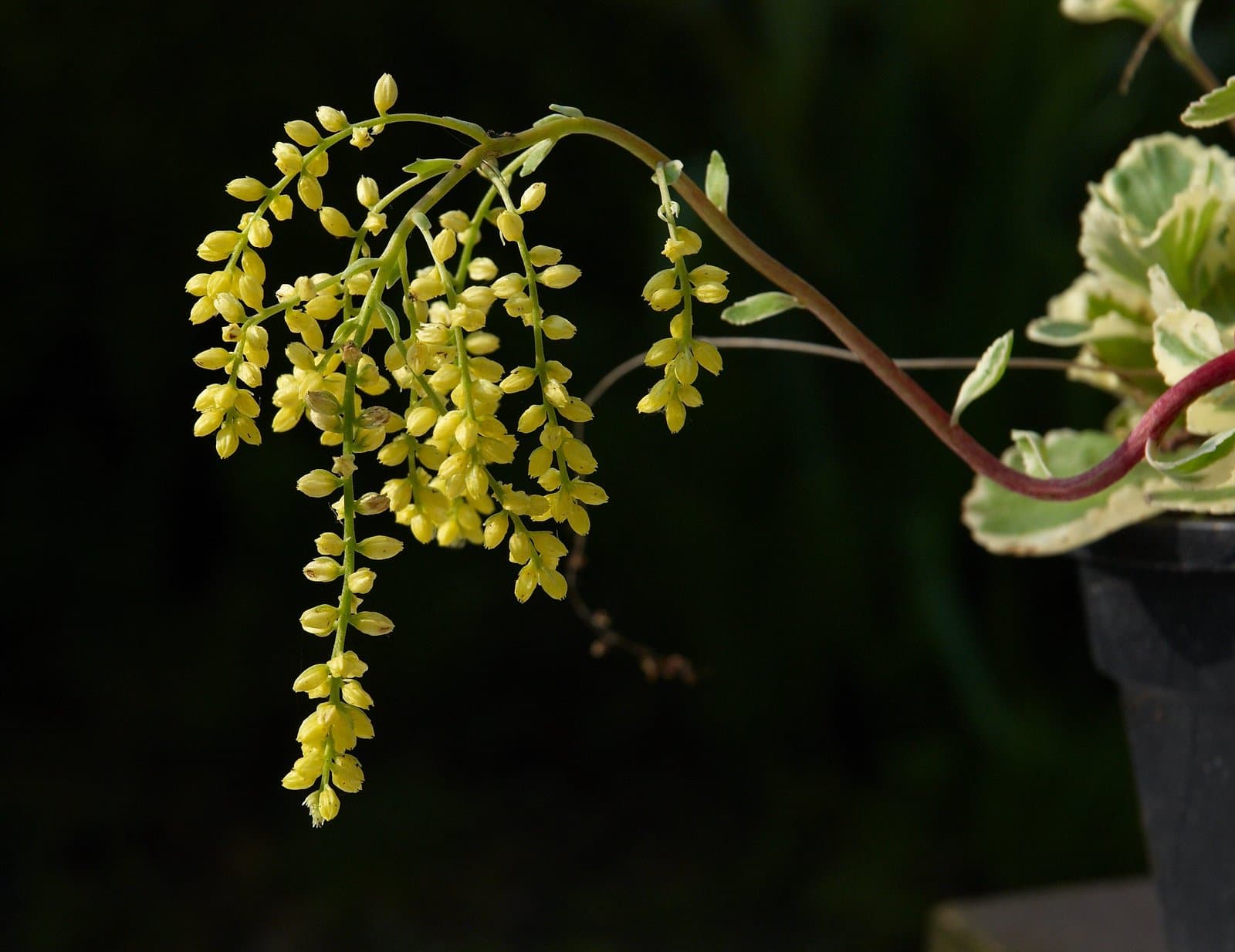 Umbilicus oppositifolius Ledeb.