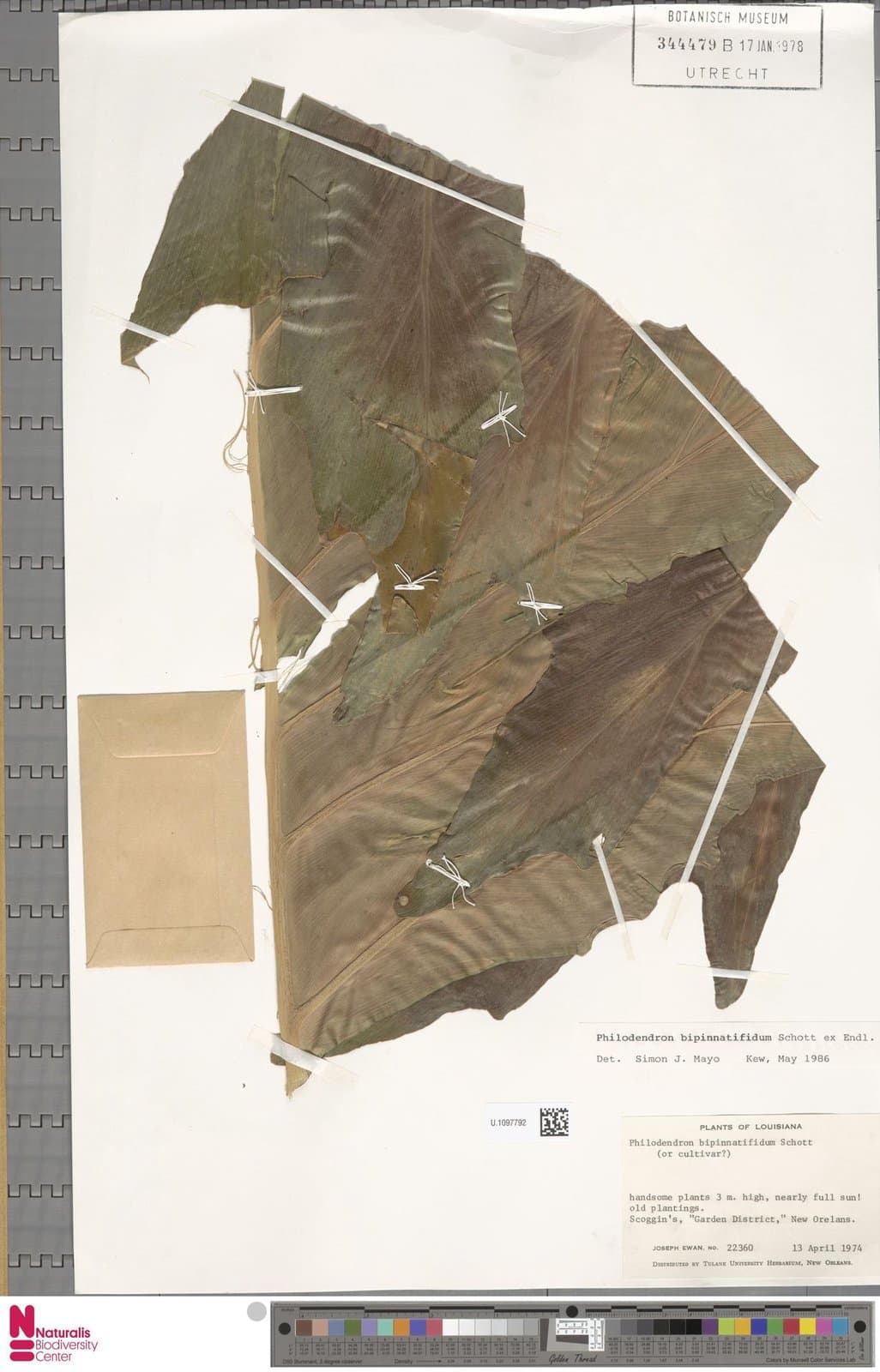 Philodendron bipinnatifidum Schott ex Kunth, 1841