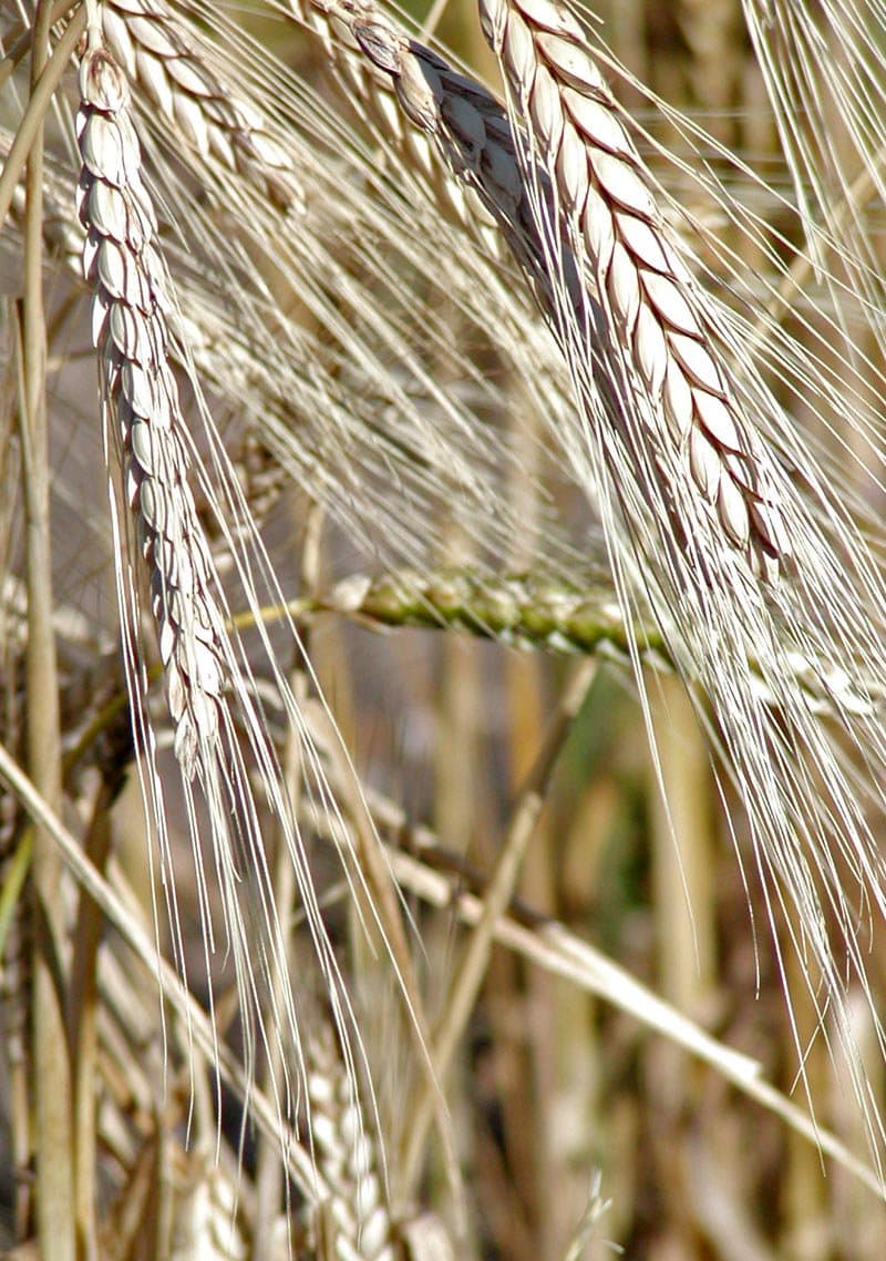 Triticum turgidum L.
