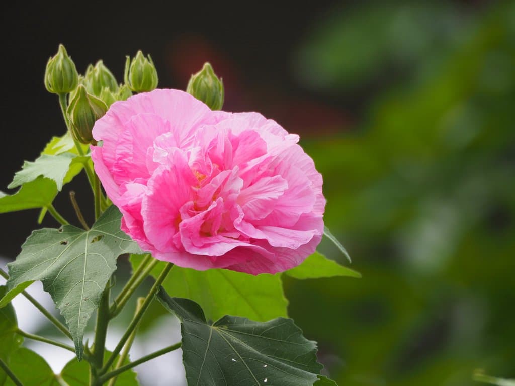 Hibiscus mutabilis L.