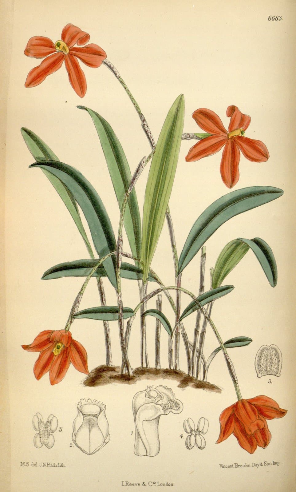 Neocogniauxia monophylla (Griseb.) Schltr.