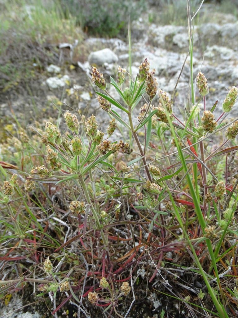 Plantago afra L.