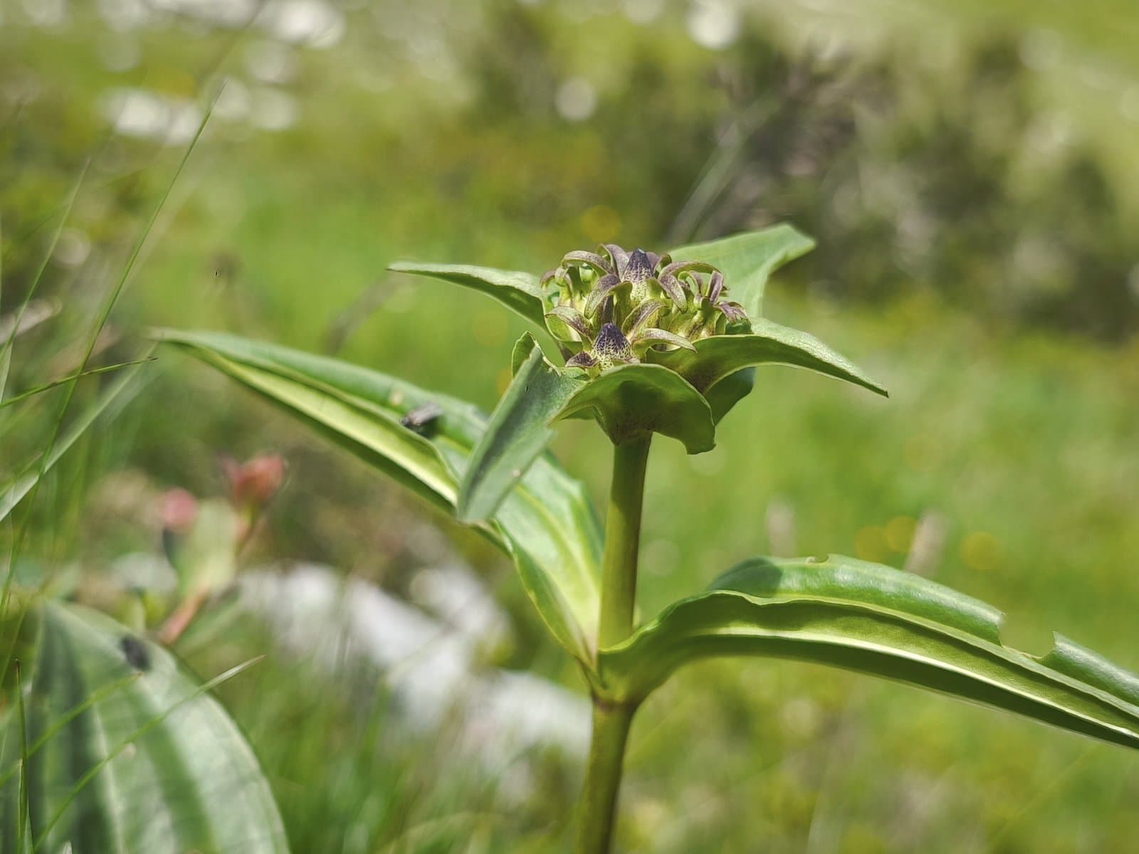 Gentiana pannonica Scop.