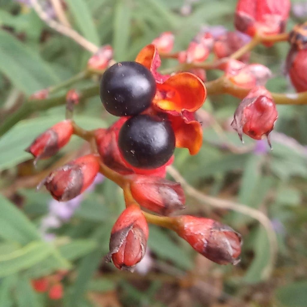 Crocosmia aurea (Pappe ex Hook.) Planch.