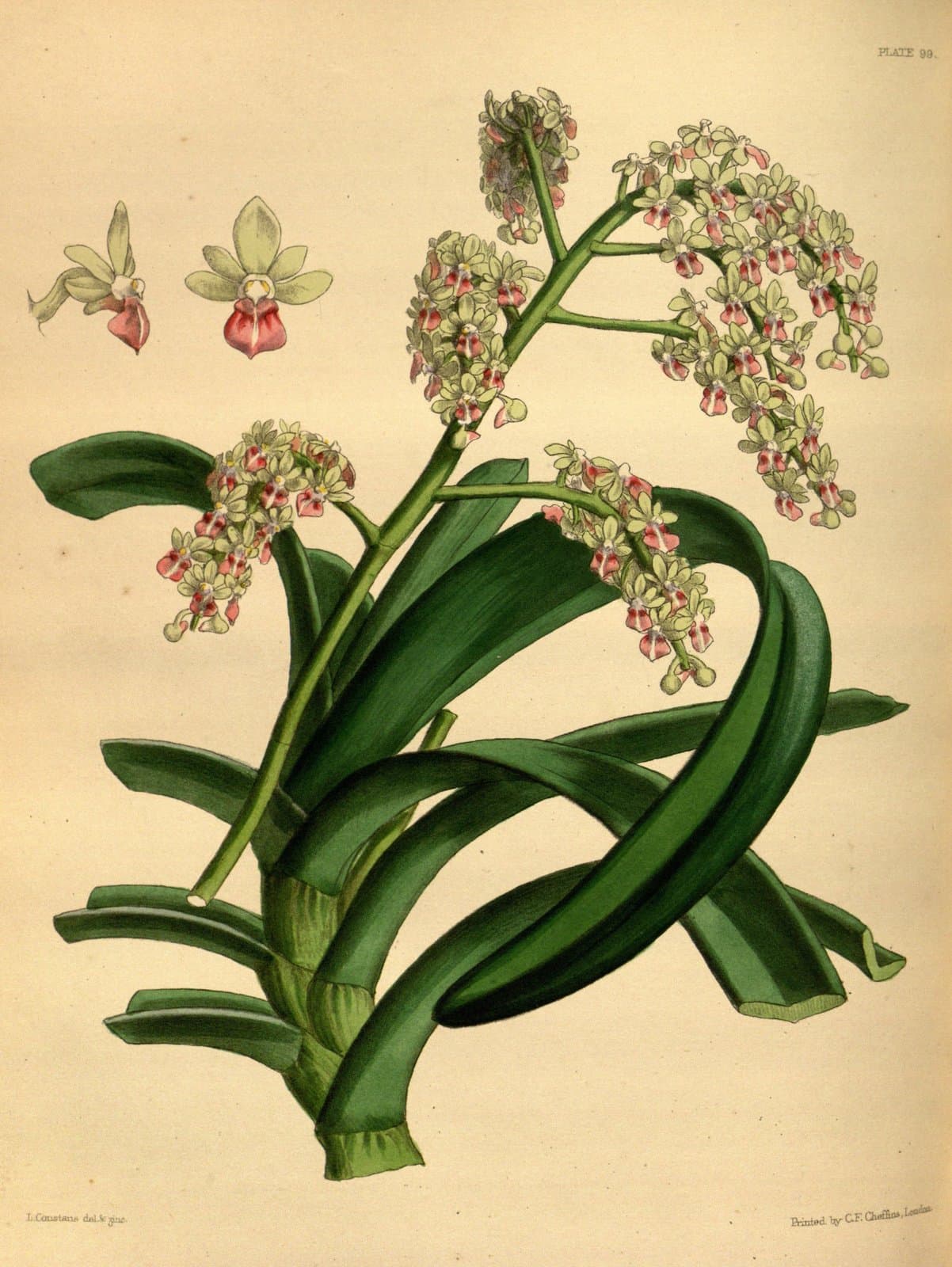 Sarcophyton crassifolium (Lindl. & Paxton) Garay