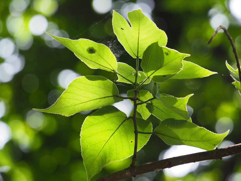 Broussonetia papyrifera (L.) L'Hér. ex Vent.