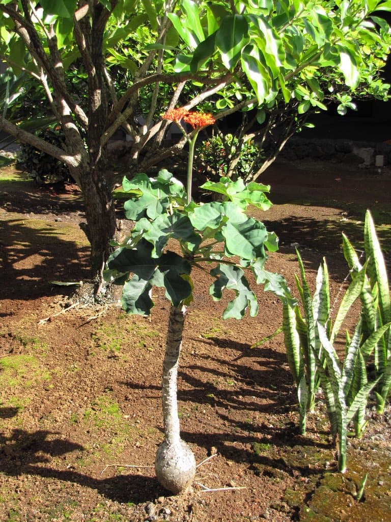 Jatropha podagrica Hook.