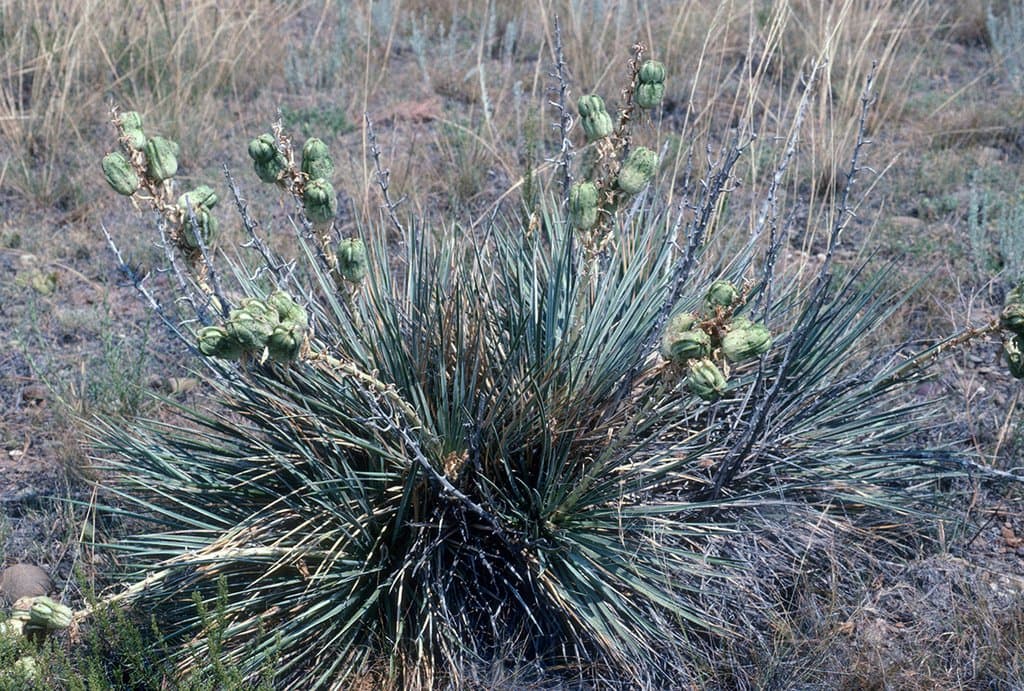 Yucca glauca Nutt.