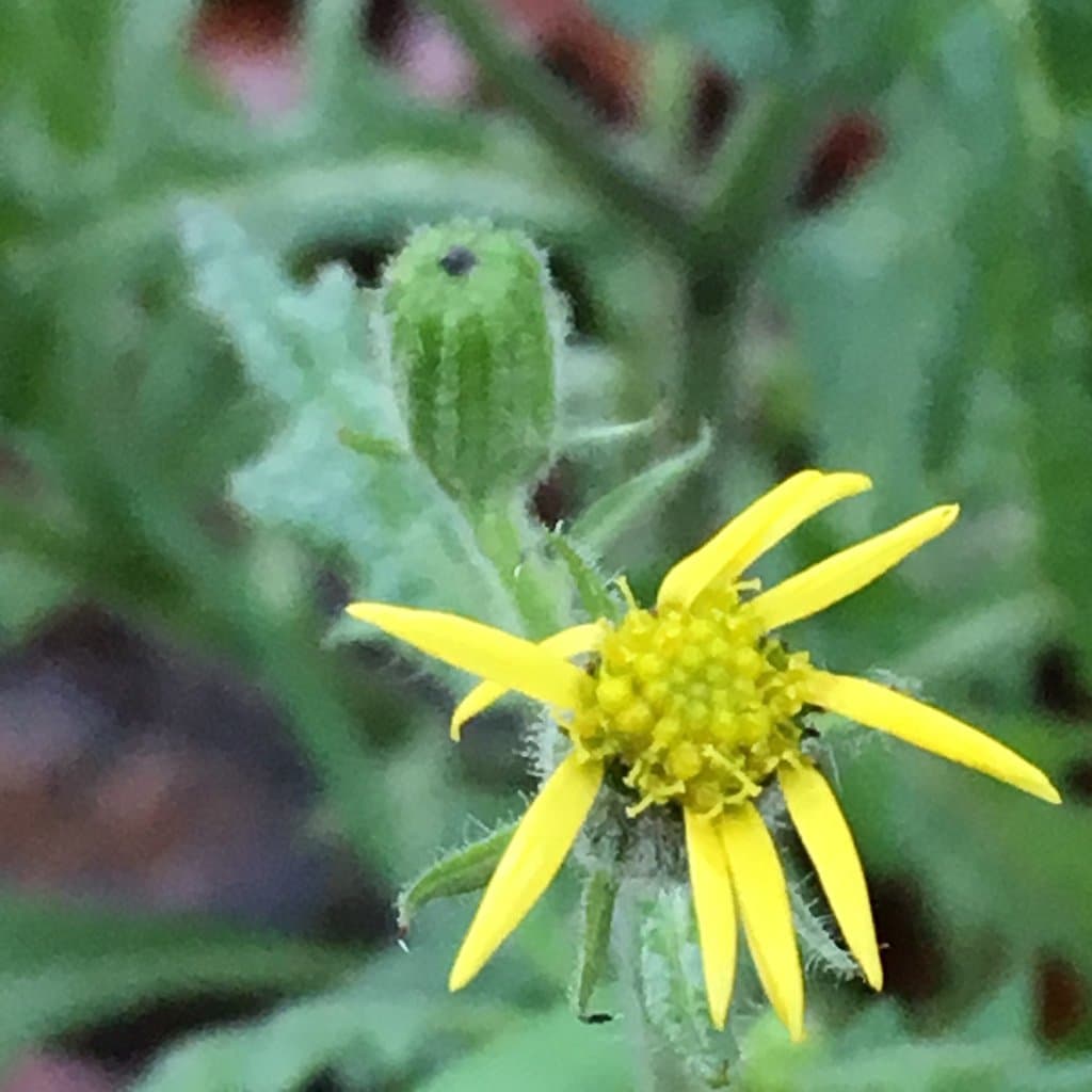 Senecio viscosus L.