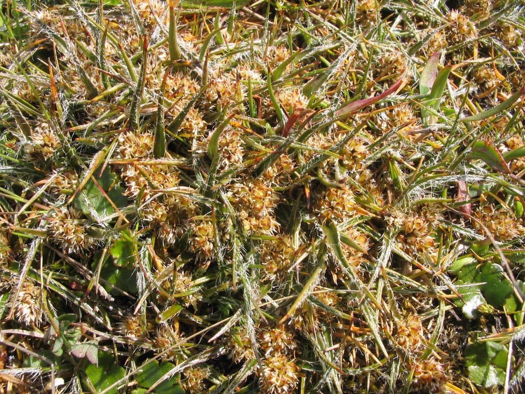Luzula celata Edgar