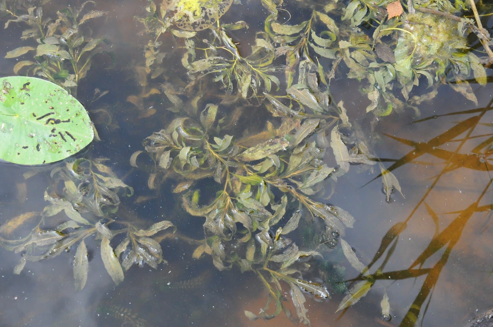 Potamogeton ×angustifolius J.Presl