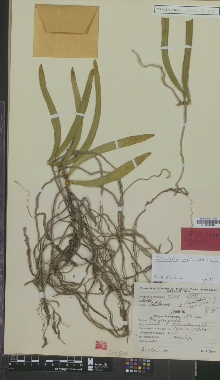 Tuberolabium erosulum (J.J.Sm.) Garay