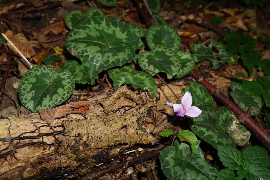 Cyclamen purpurascens Mill.