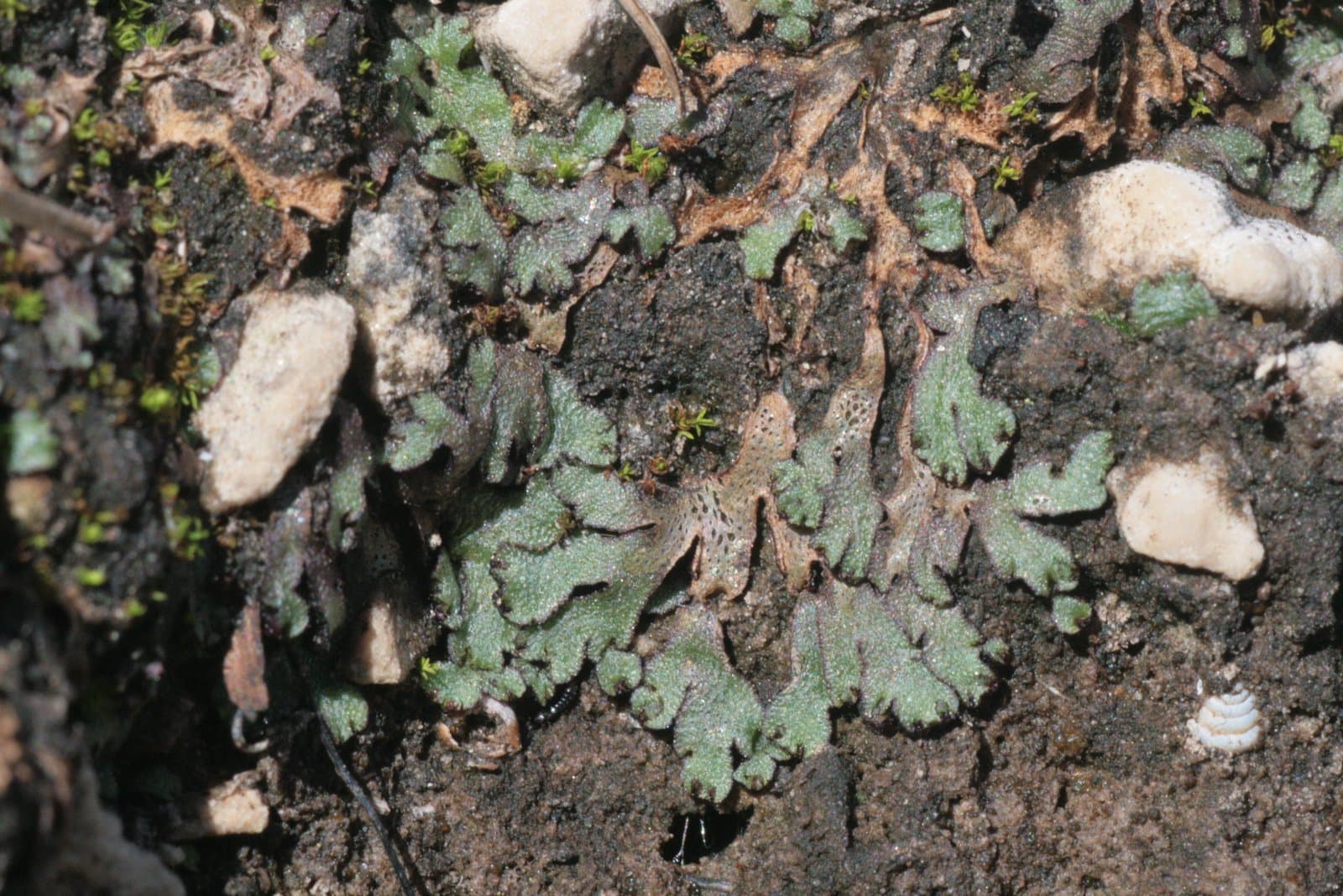 Mannia triandra (Scop.) Grolle