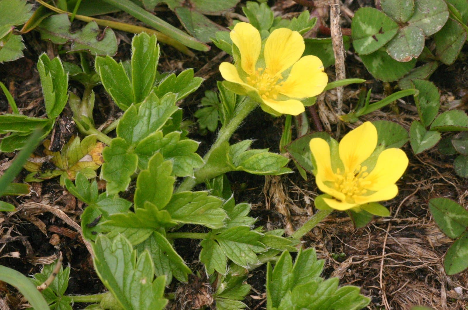 Potentilla brauniana Hoppe