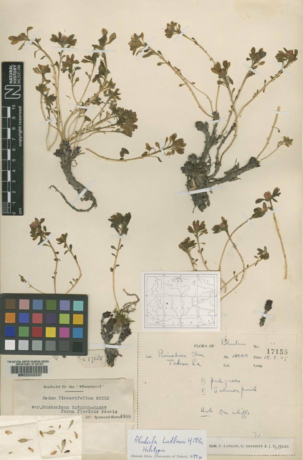 Rhodiola ludlowii H.Ohba