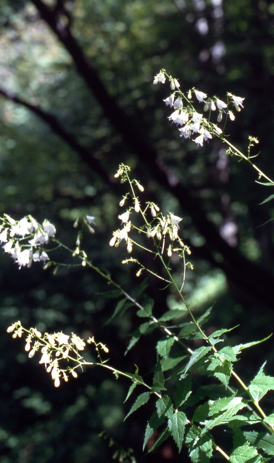 Adenophora liliifolia (L.) A.DC.