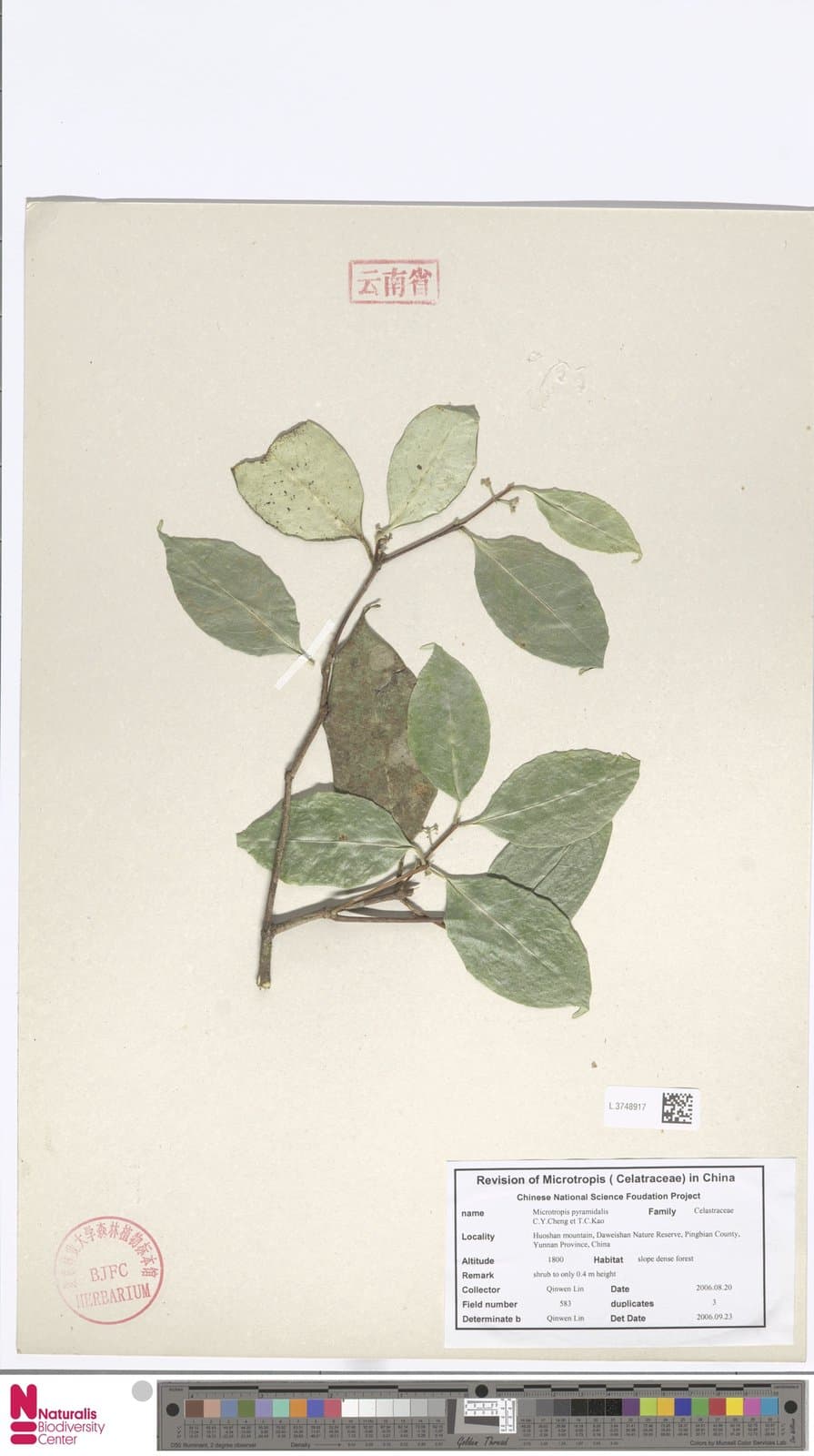 Microtropis pyramidalis C.Y.Cheng & T.C.Kao