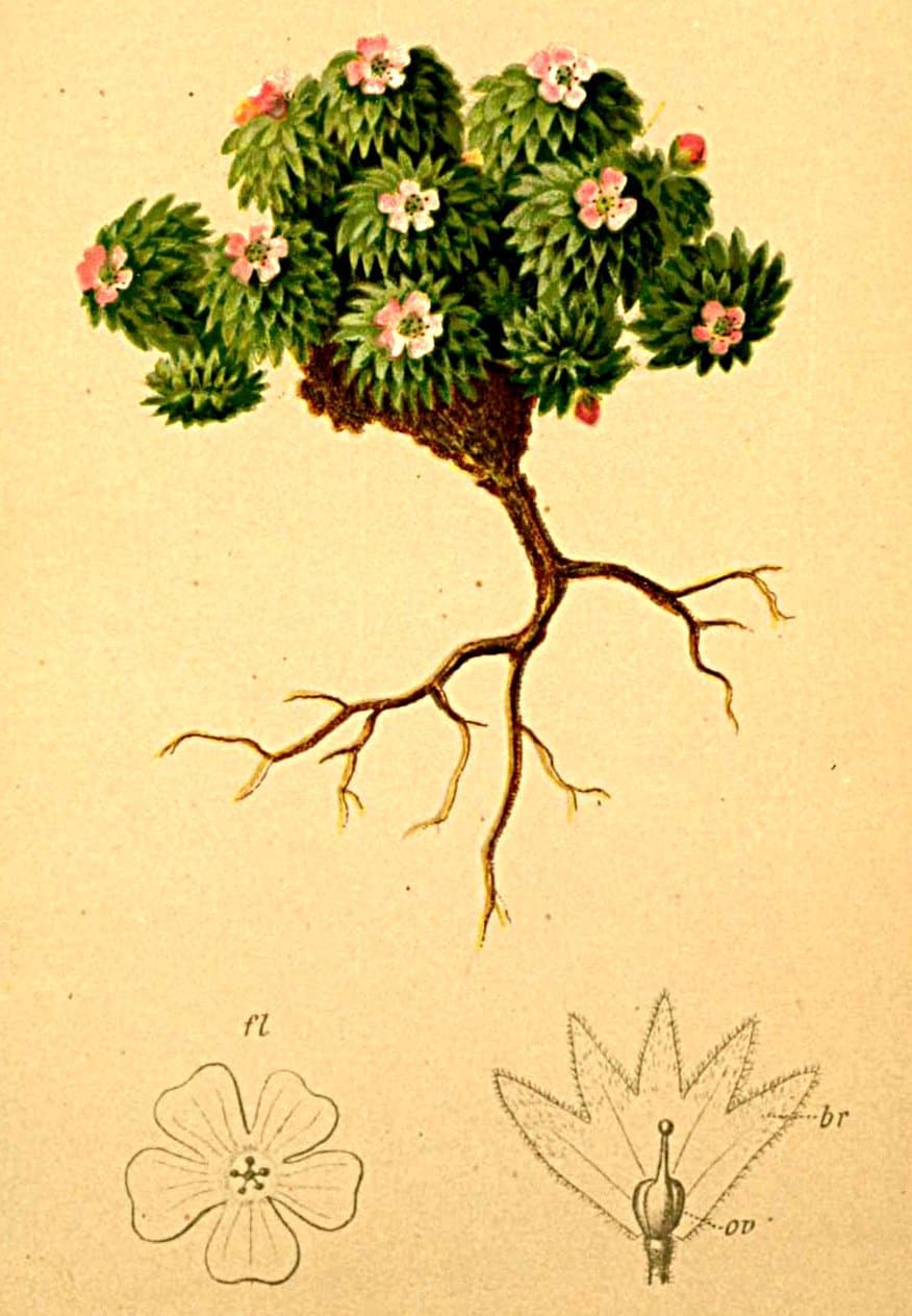 Androsace hausmannii Leyb.