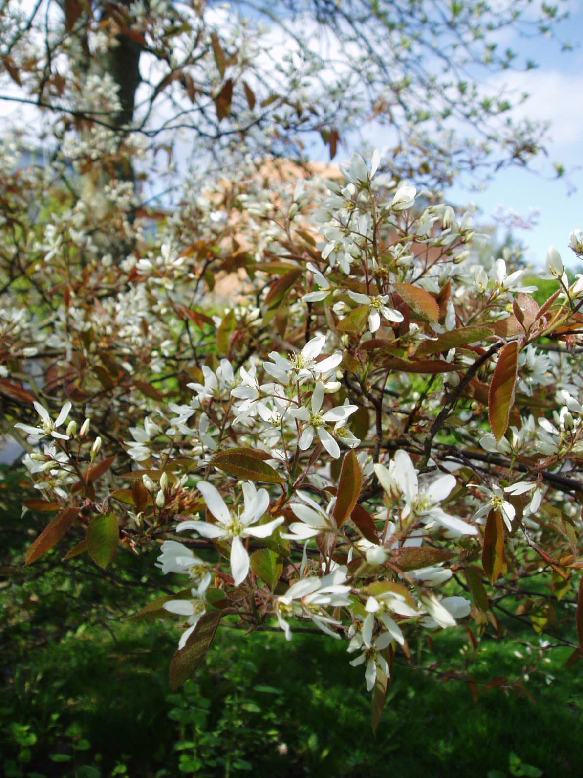 Amelanchier ×lamarckii F.G.Schroed.